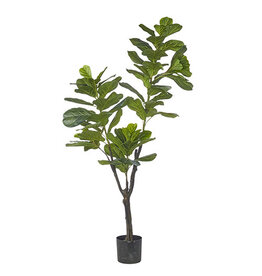 6' Potted Fiddle Leaf Fig Tree