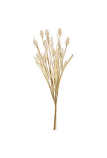 16" Bunny Tail Pampas Grass Bundle