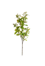 37" White Mountain Laurel Spray
