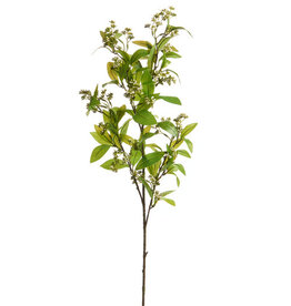 37" White Mountain Laurel Spray