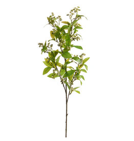 37" White Mountain Laurel Spray