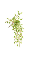 21" String of Pearls Greenery Bush