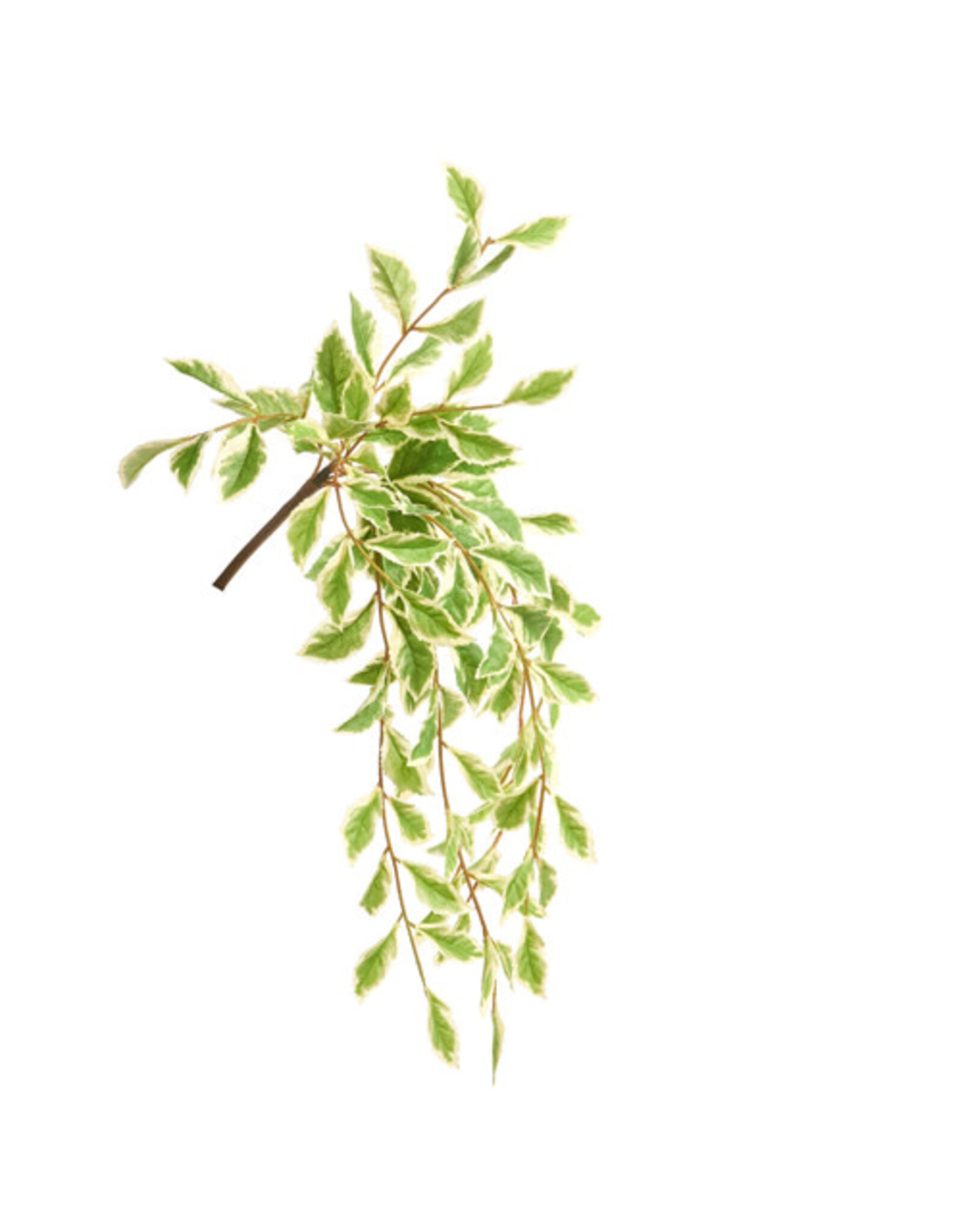 21" String of Pearls Greenery Bush