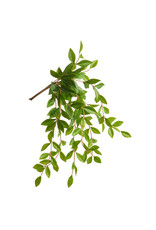 21" String of Pearls Greenery Bush