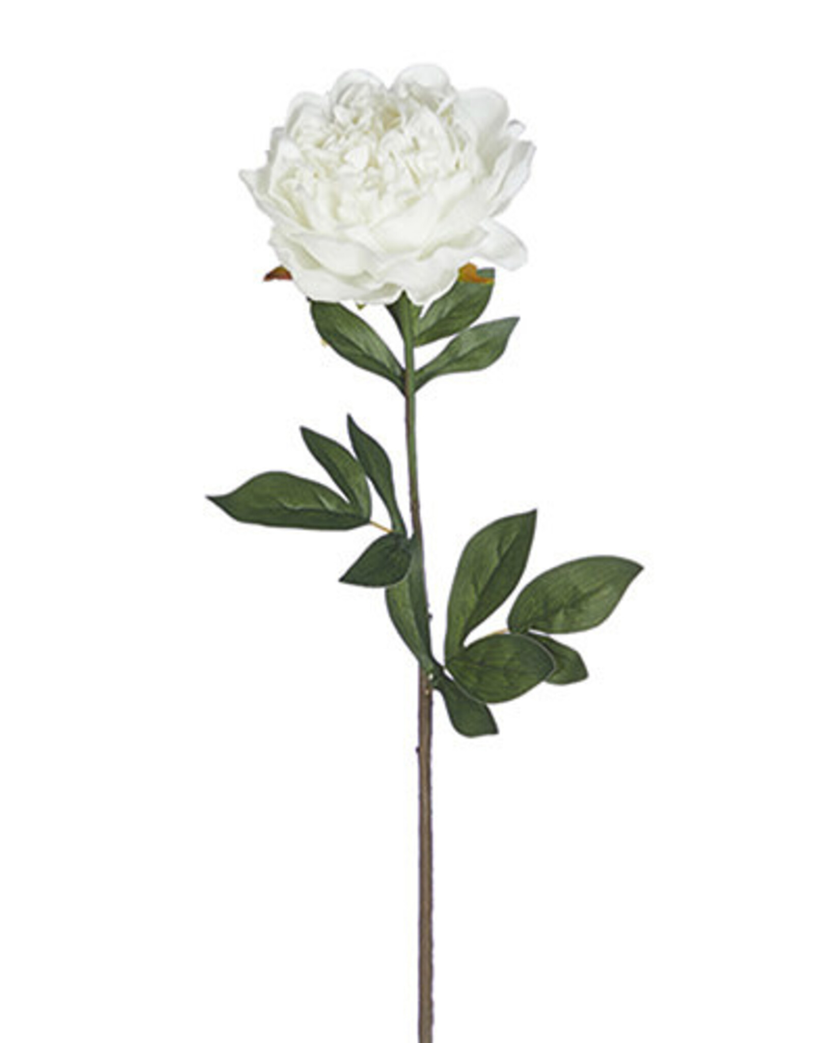 25" Real Touch White Peony Stem