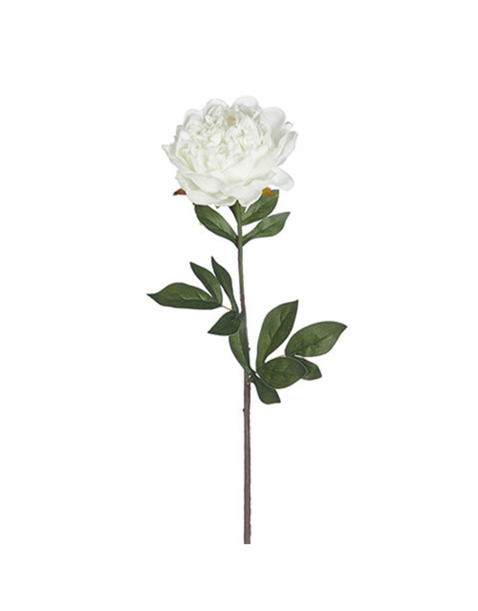 25" Real Touch White Peony Stem