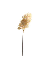 34" Dried Hydrangea Spray