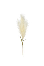 33" Pampas Grass Plume Stem
