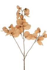 Sweet Pea Floral Stem