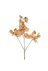 Sweet Pea Floral Stem - Brown