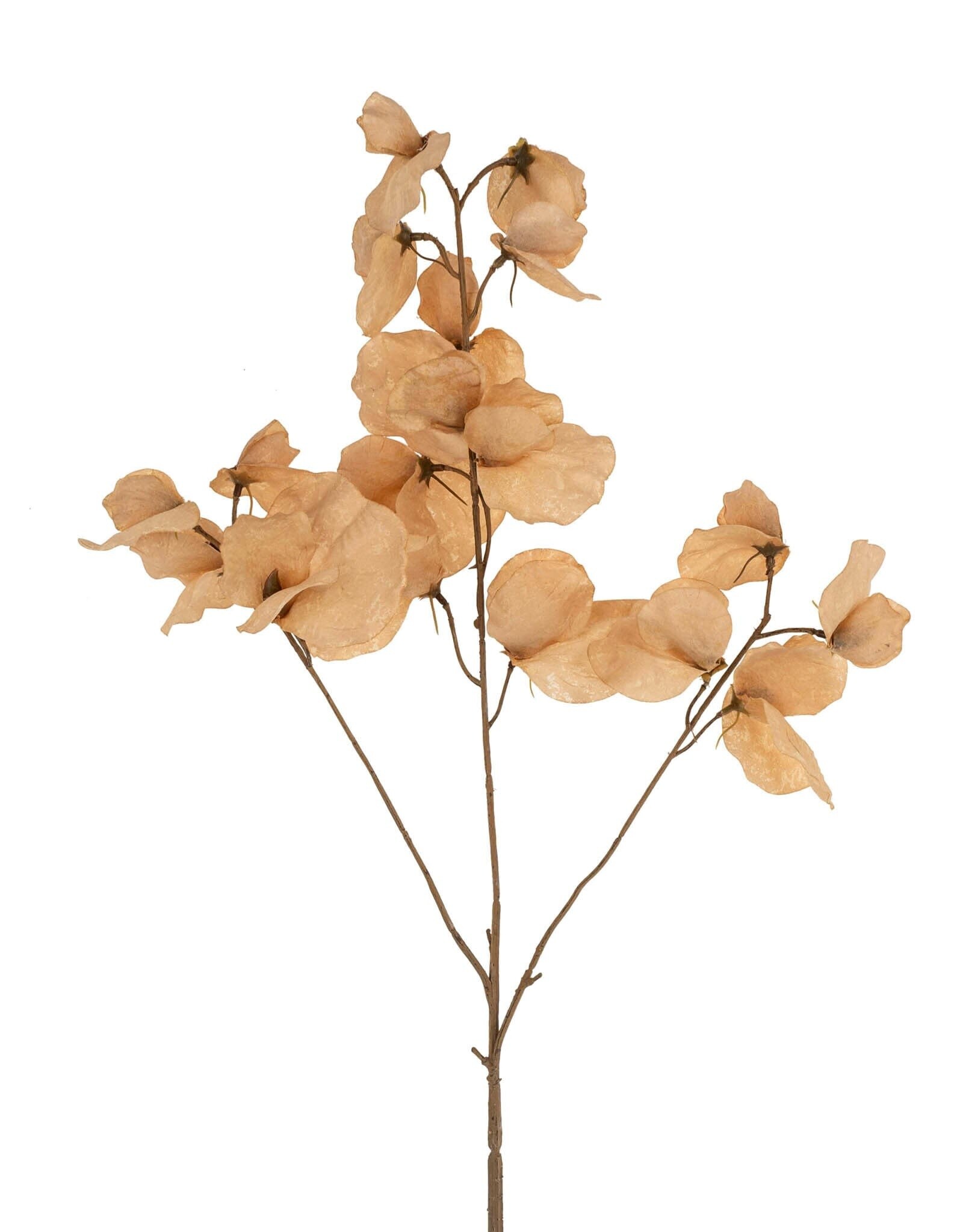Sweet Pea Floral Stem