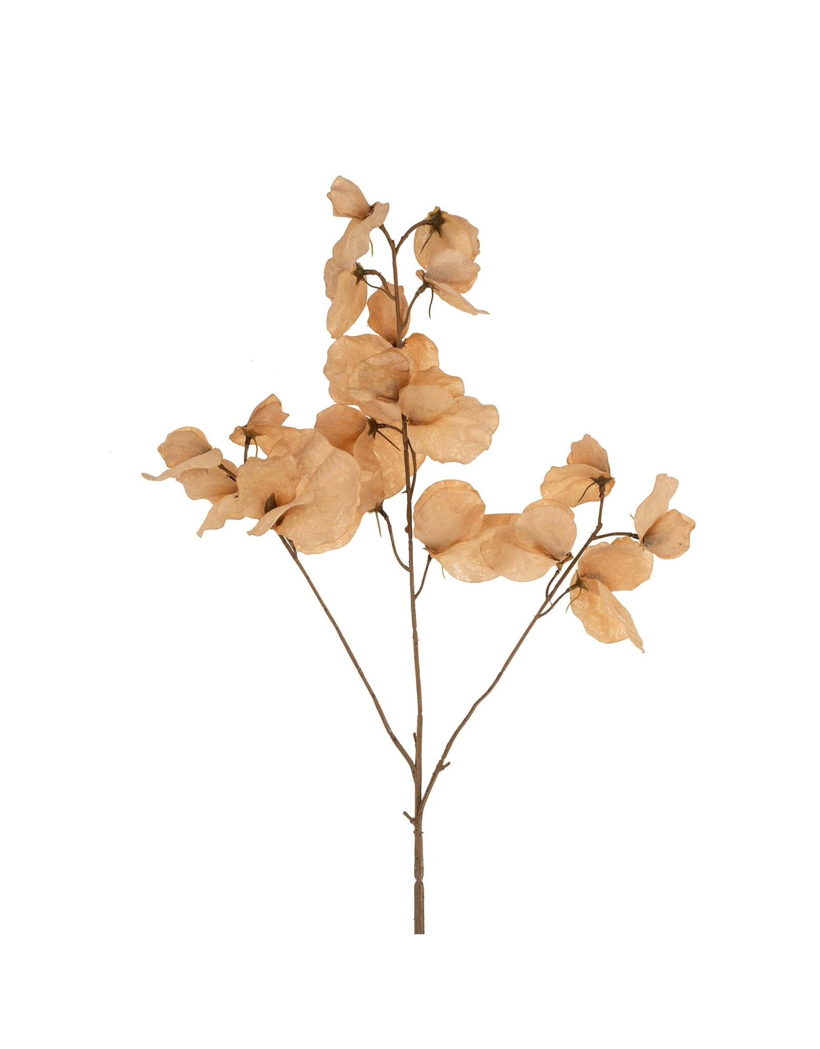 Sweet Pea Floral Stem - Brown