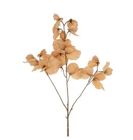 Sweet Pea Floral Stem - Brown