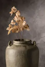 Sweet Pea Floral Stem