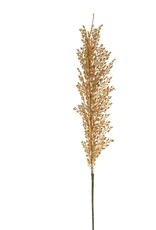 Wheat Stem