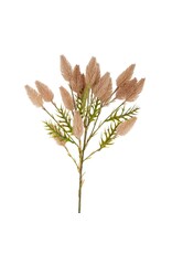 Pussytail Grass Spray