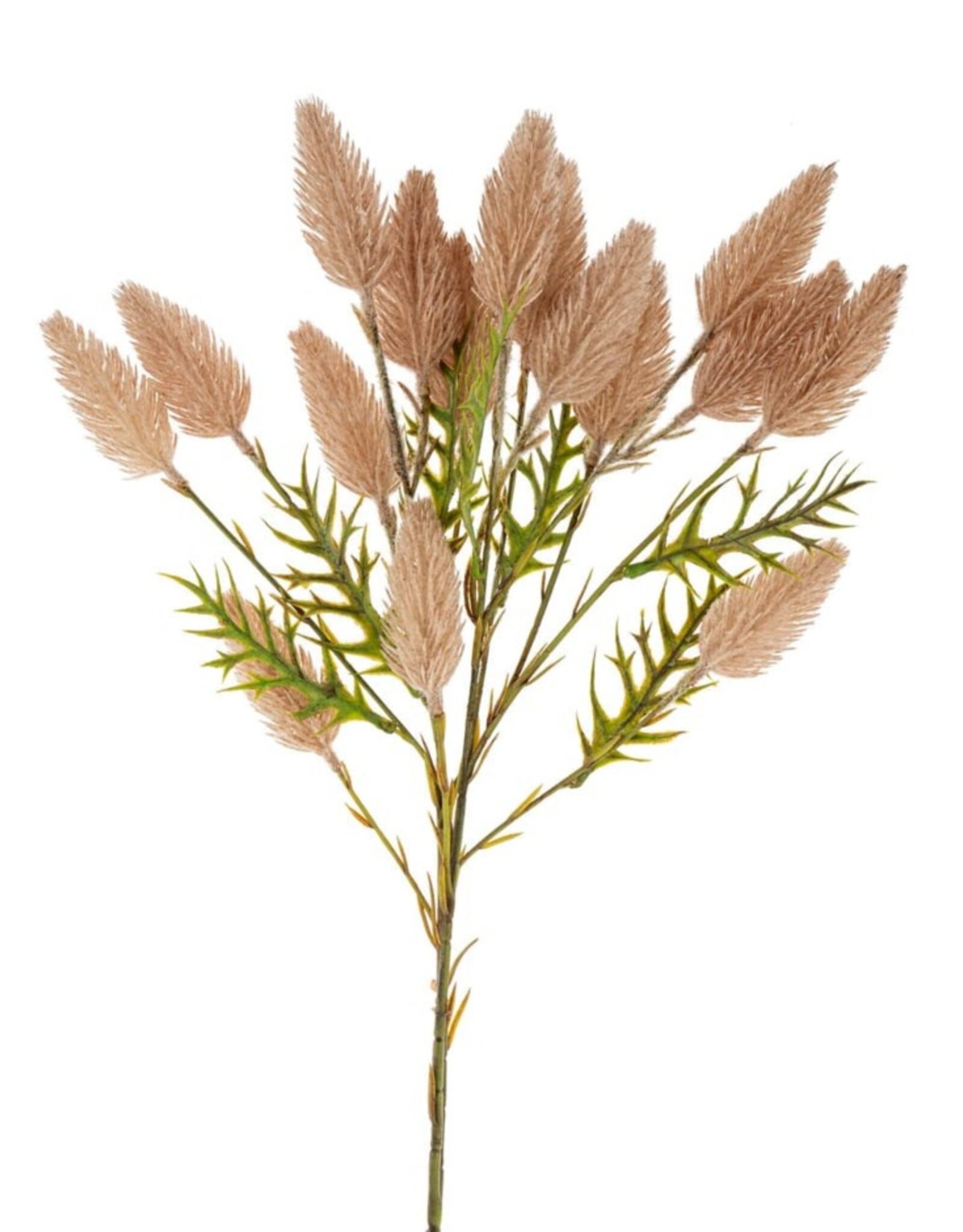 Pussytail Grass Spray