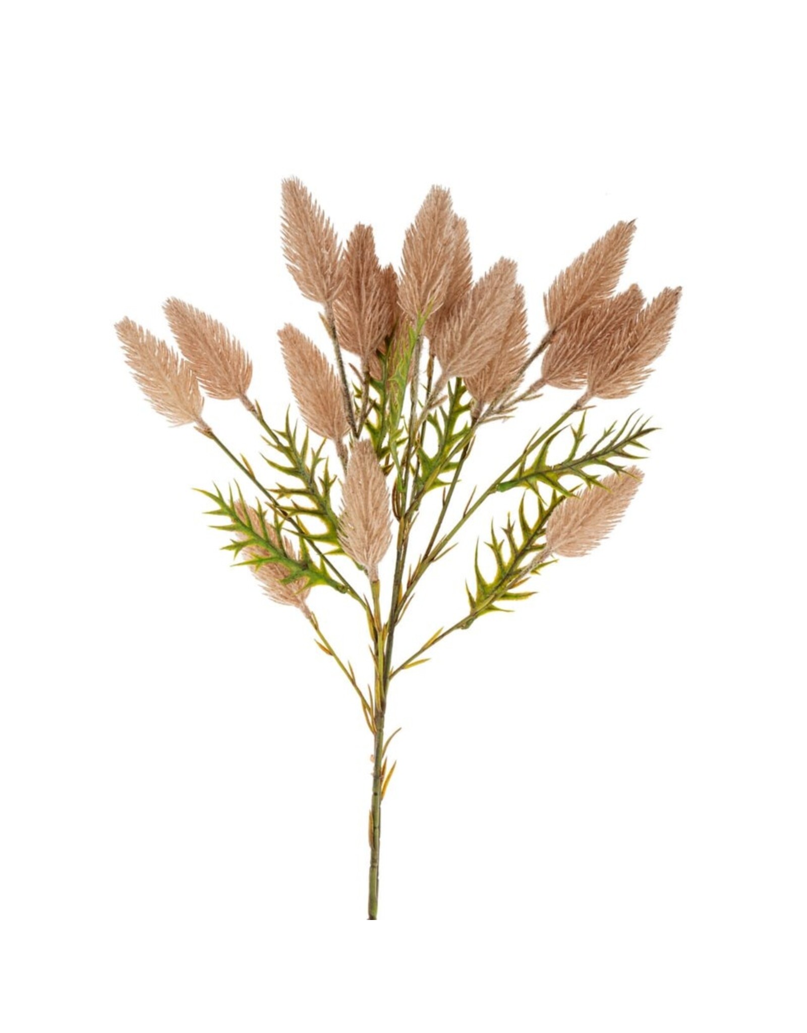 Pussytail Grass Spray