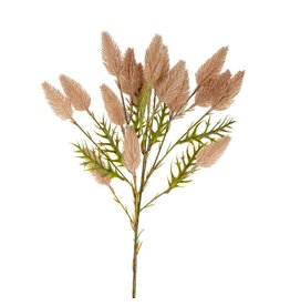 Pussytail Grass Spray