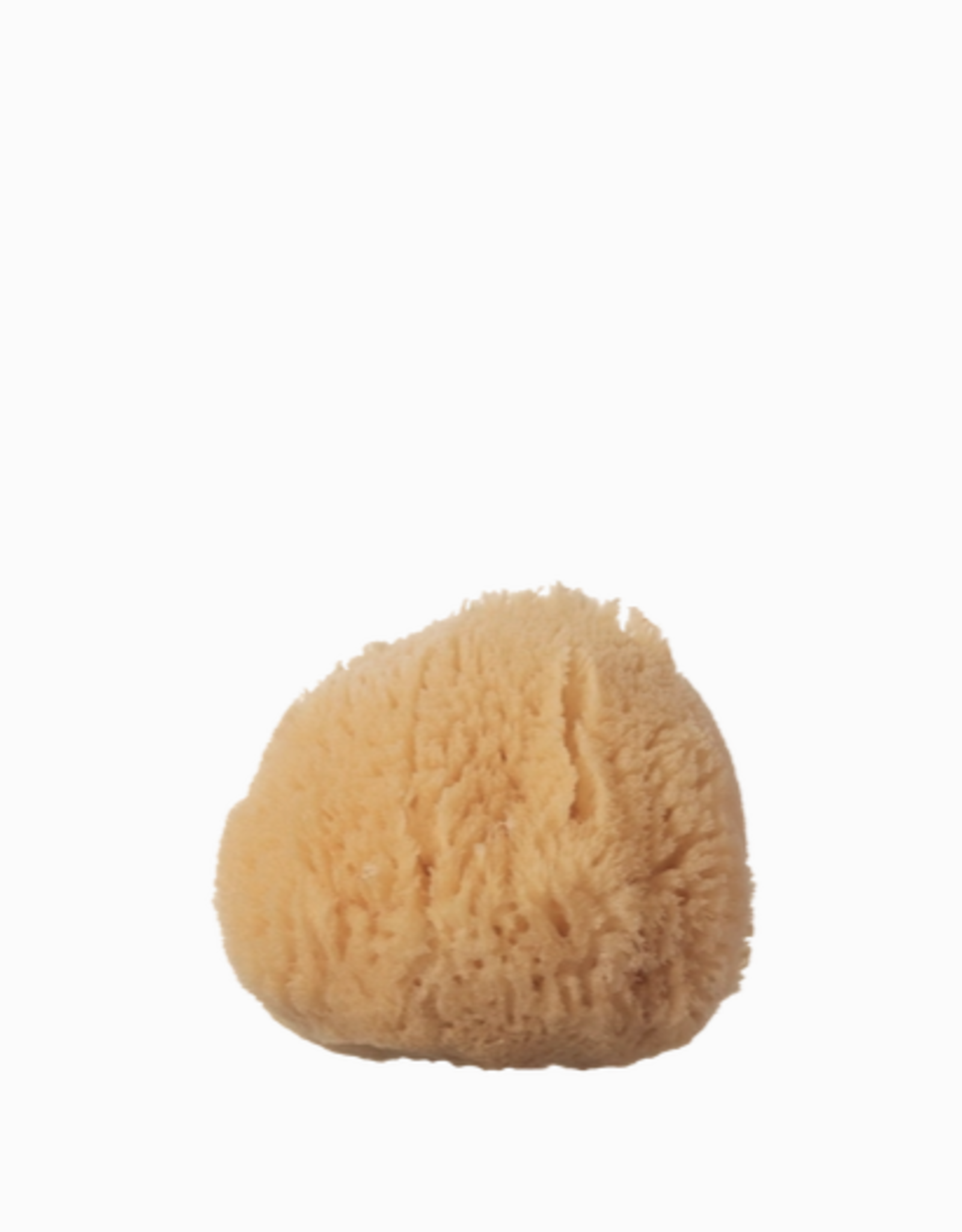 Silk Sea Sponge