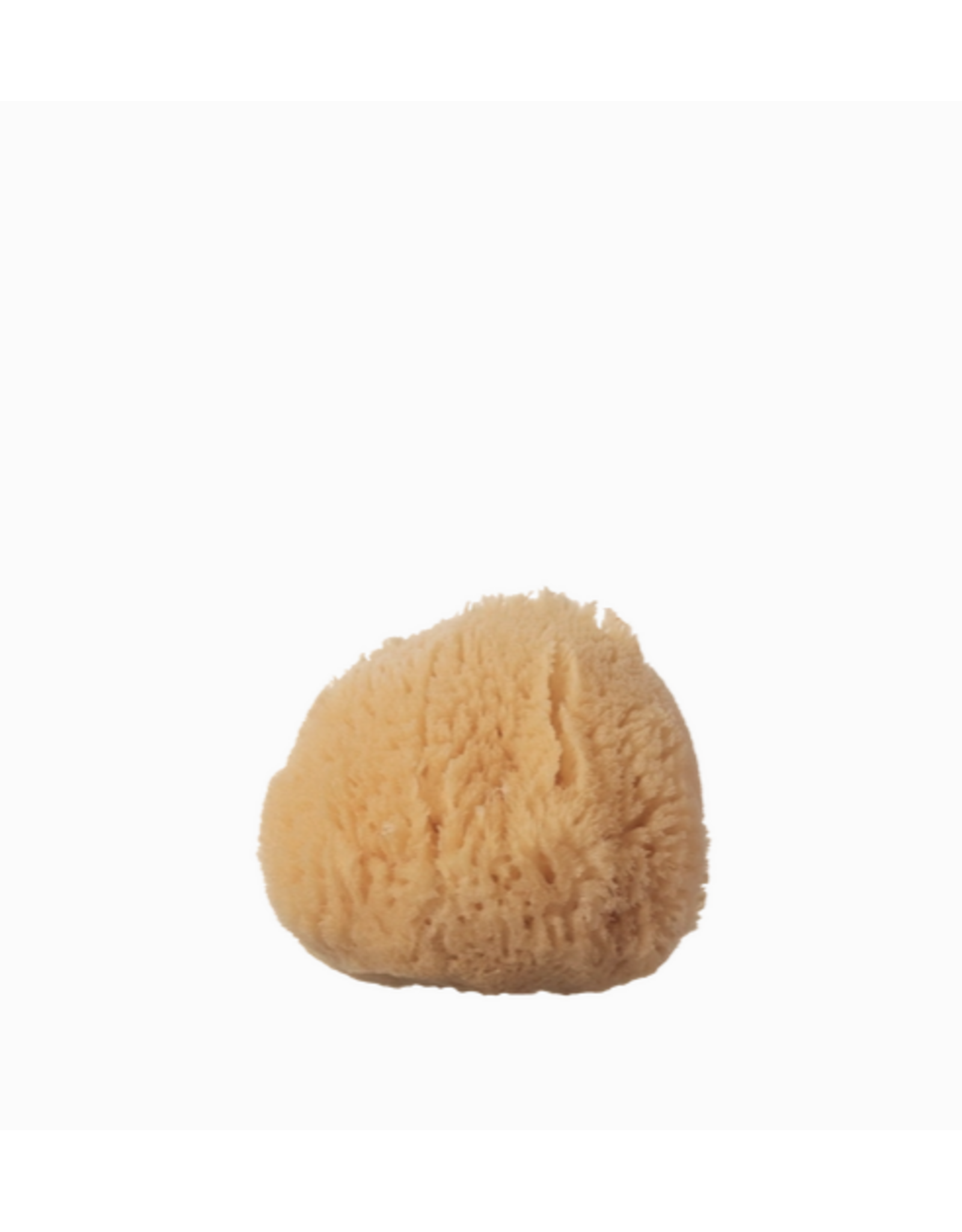 Silk Sea Sponge