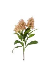 Lilac Floral Spray