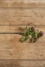 28" Sweet William Stem (Various Colours)