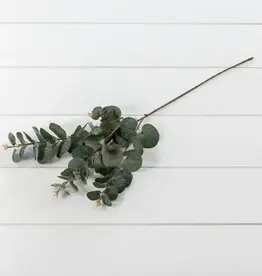 Dark Spiral Eucalyptus Stem