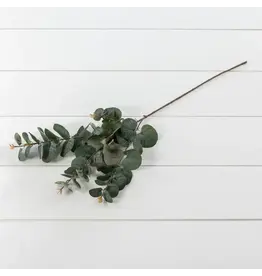 Dark Spiral Eucalyptus Stem