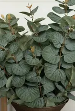 Dark Spiral Eucalyptus Stem
