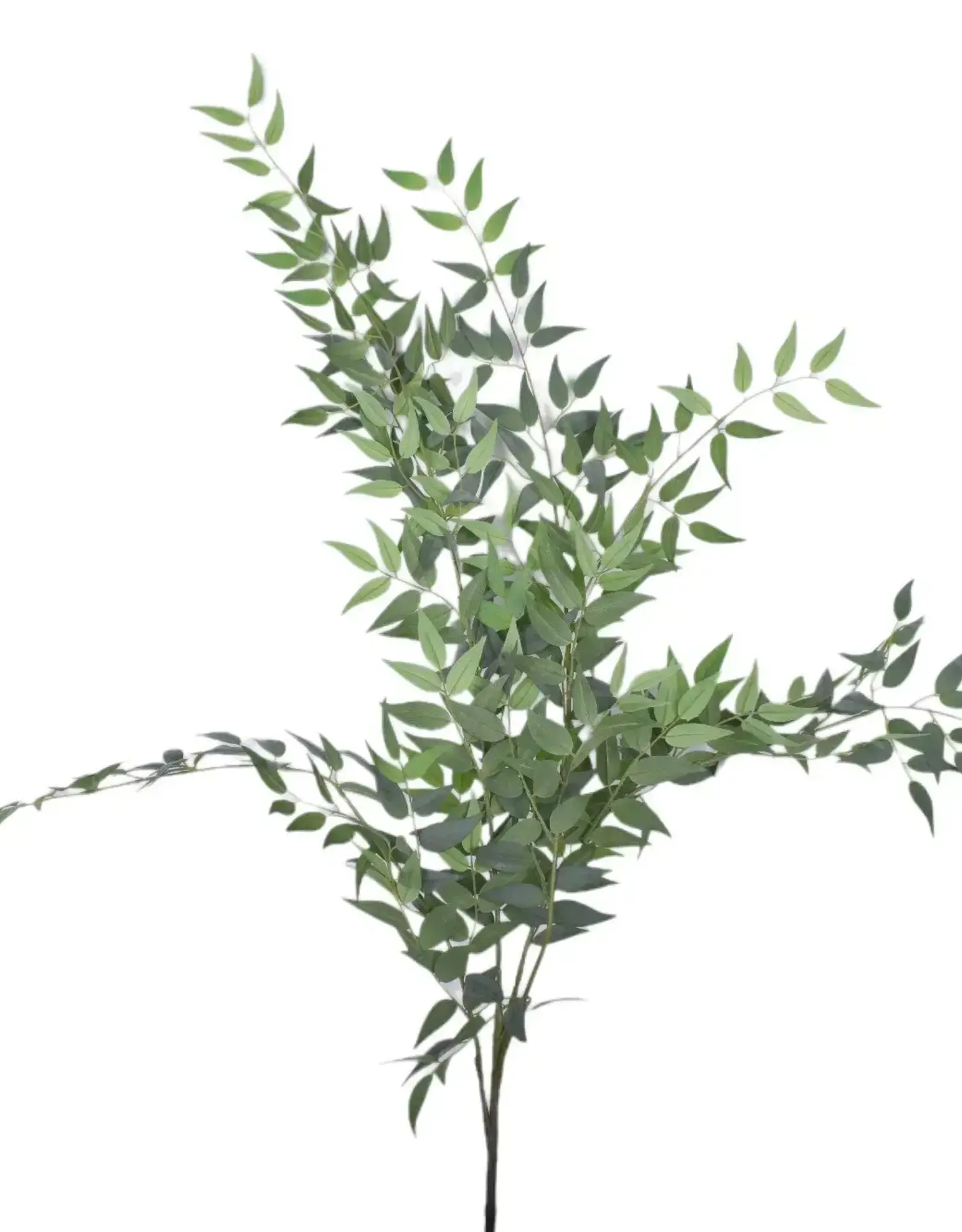 47" Italian Ruscus