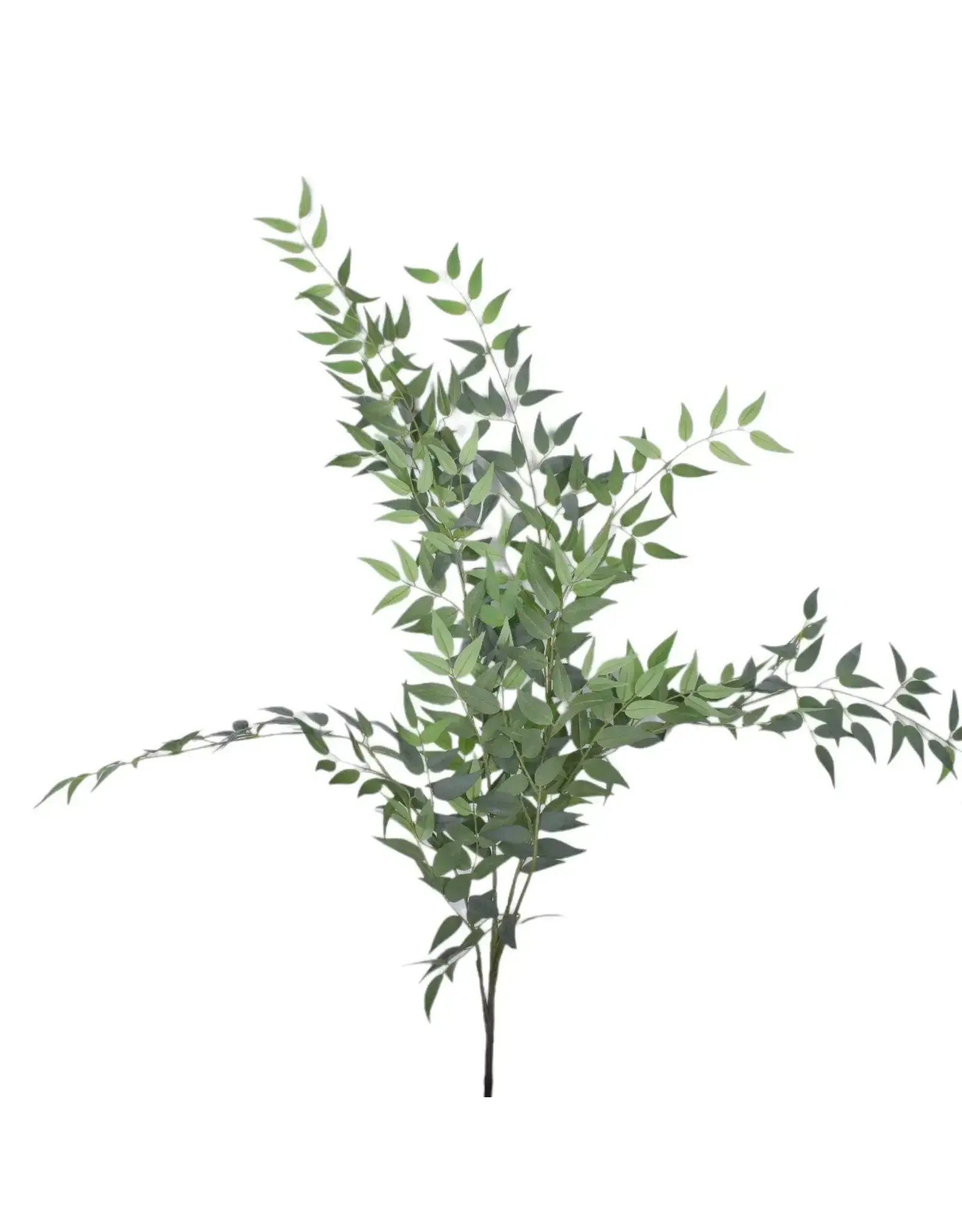 47" Italian Ruscus
