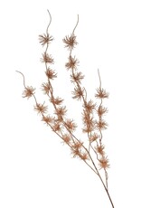 Autumn Burst Branch