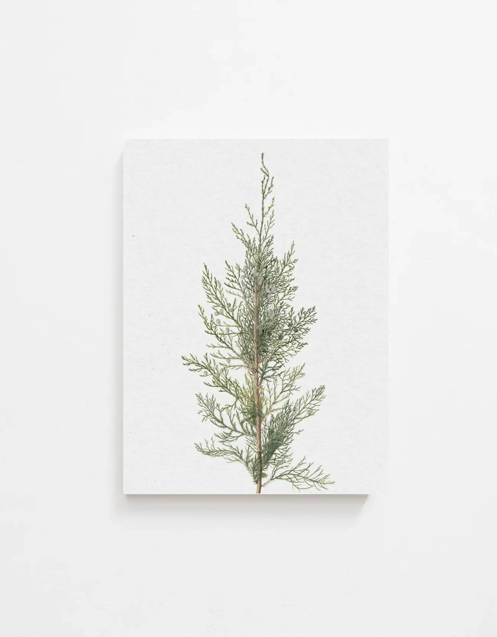 Juniper Art Print | Vintage Art 8x10