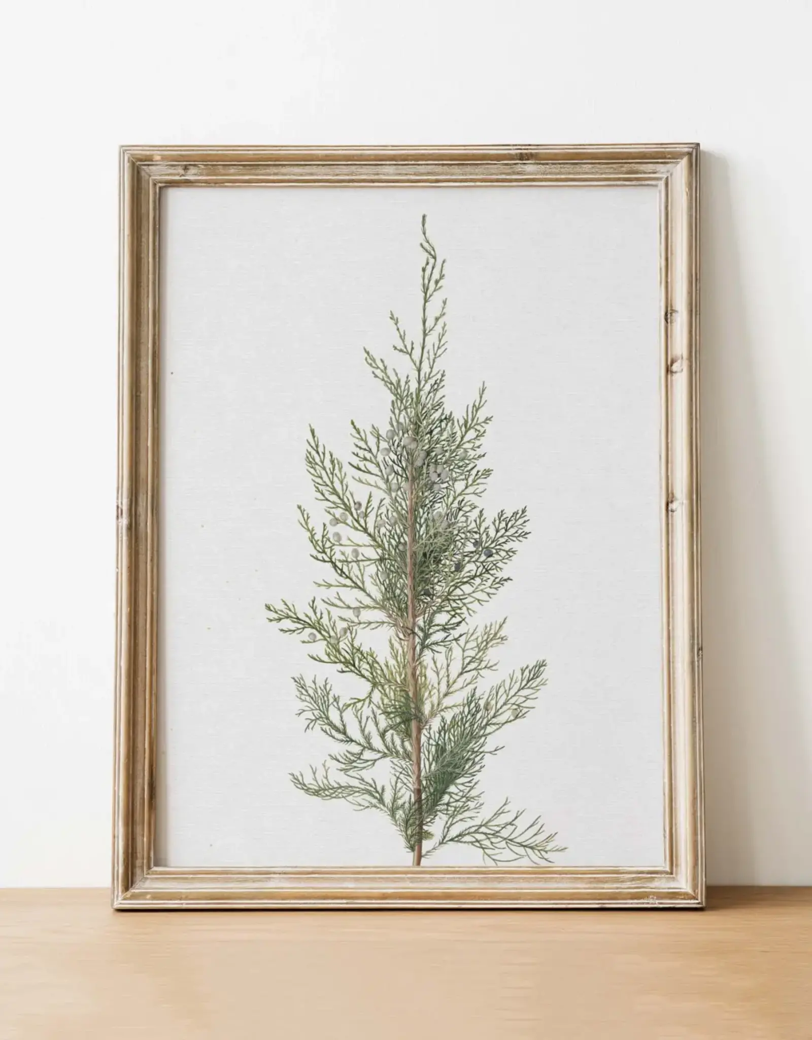 Juniper Art Print | Vintage Art 8x10