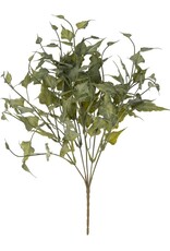 Ivy Spray, Green