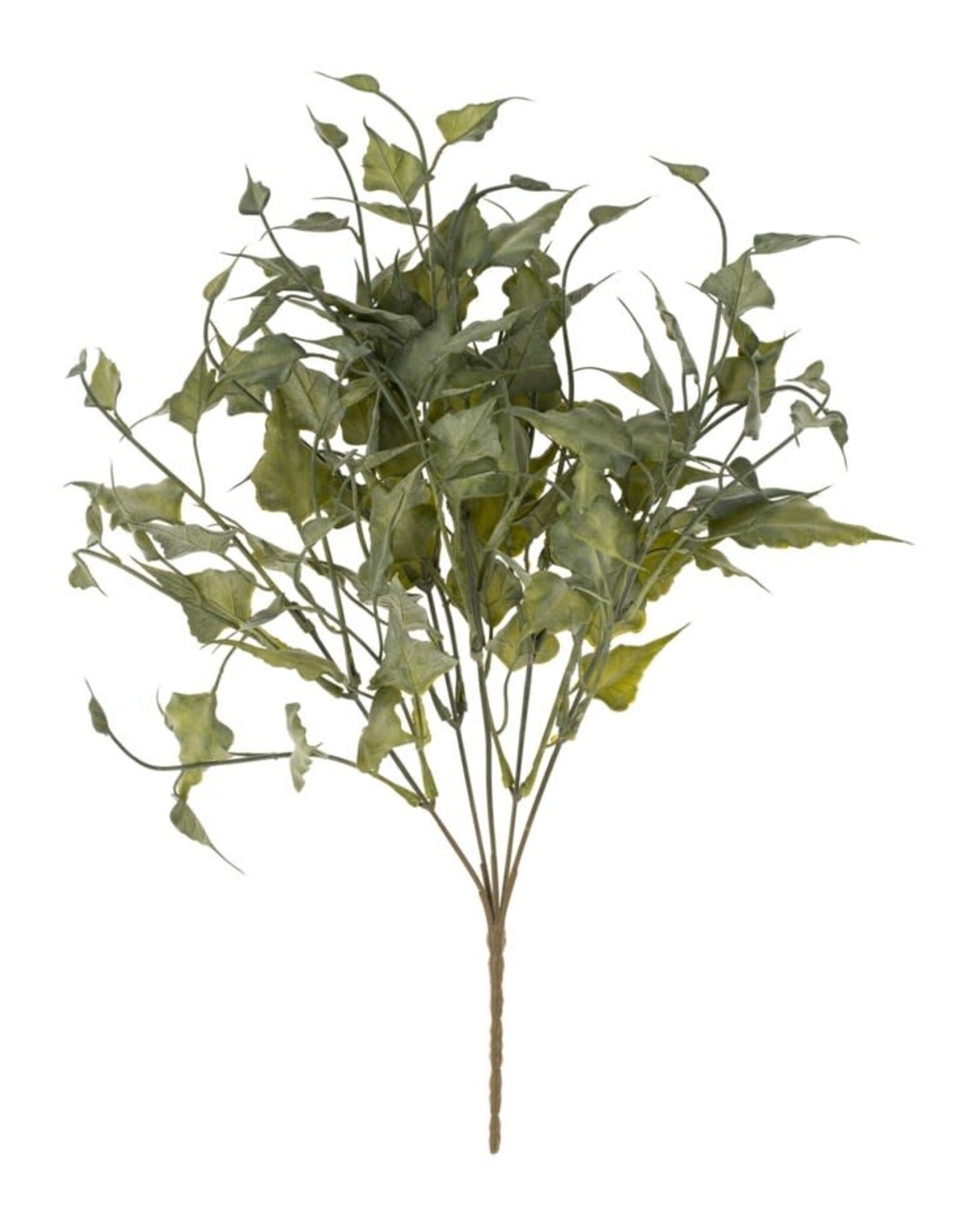 Ivy Spray, Green