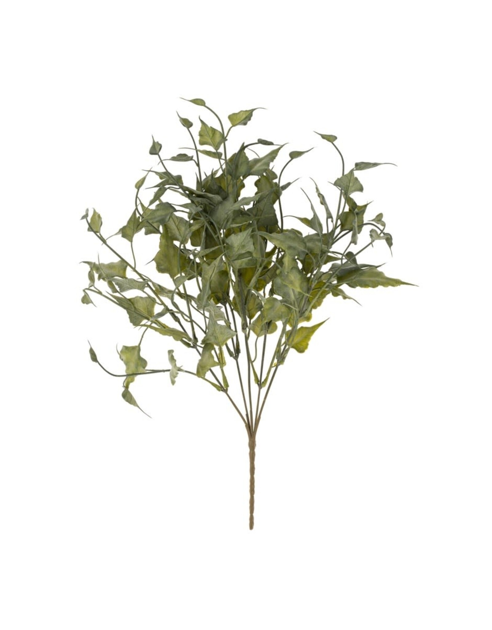 Ivy Spray, Green