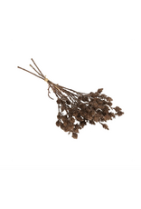 Wild Grass Bundle, Brown