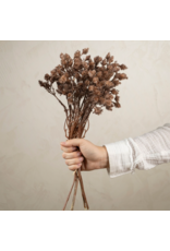 Wild Grass Bundle, Brown
