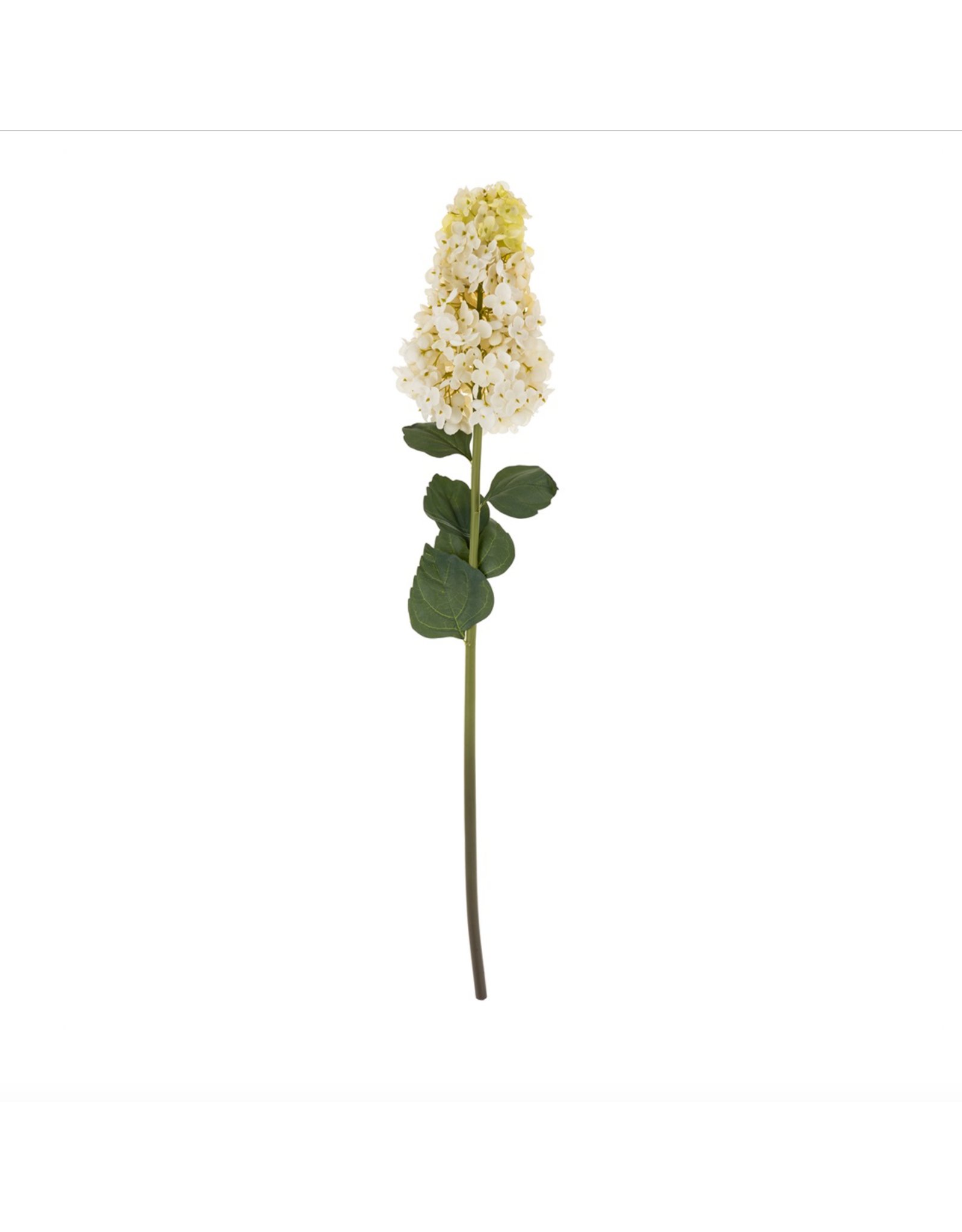 Hydrangea Paniculata Stem