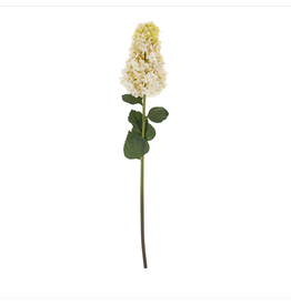 Hydrangea Paniculata Stem