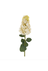 Hydrangea Paniculata Stem