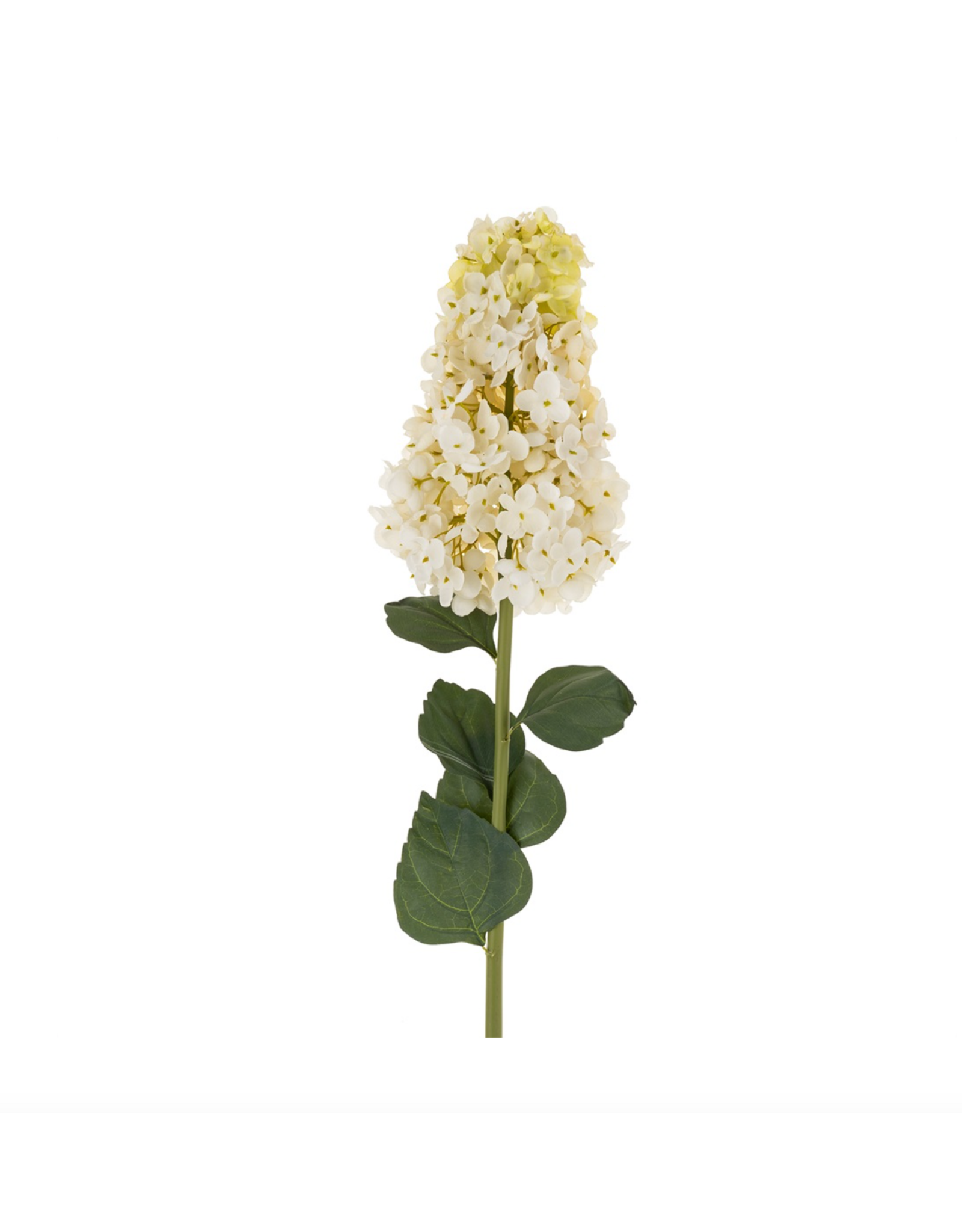 Hydrangea Paniculata Stem