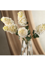 Hydrangea Paniculata Stem