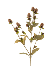 Globe Amaranth Spray