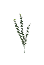 Eucalyptus Branch