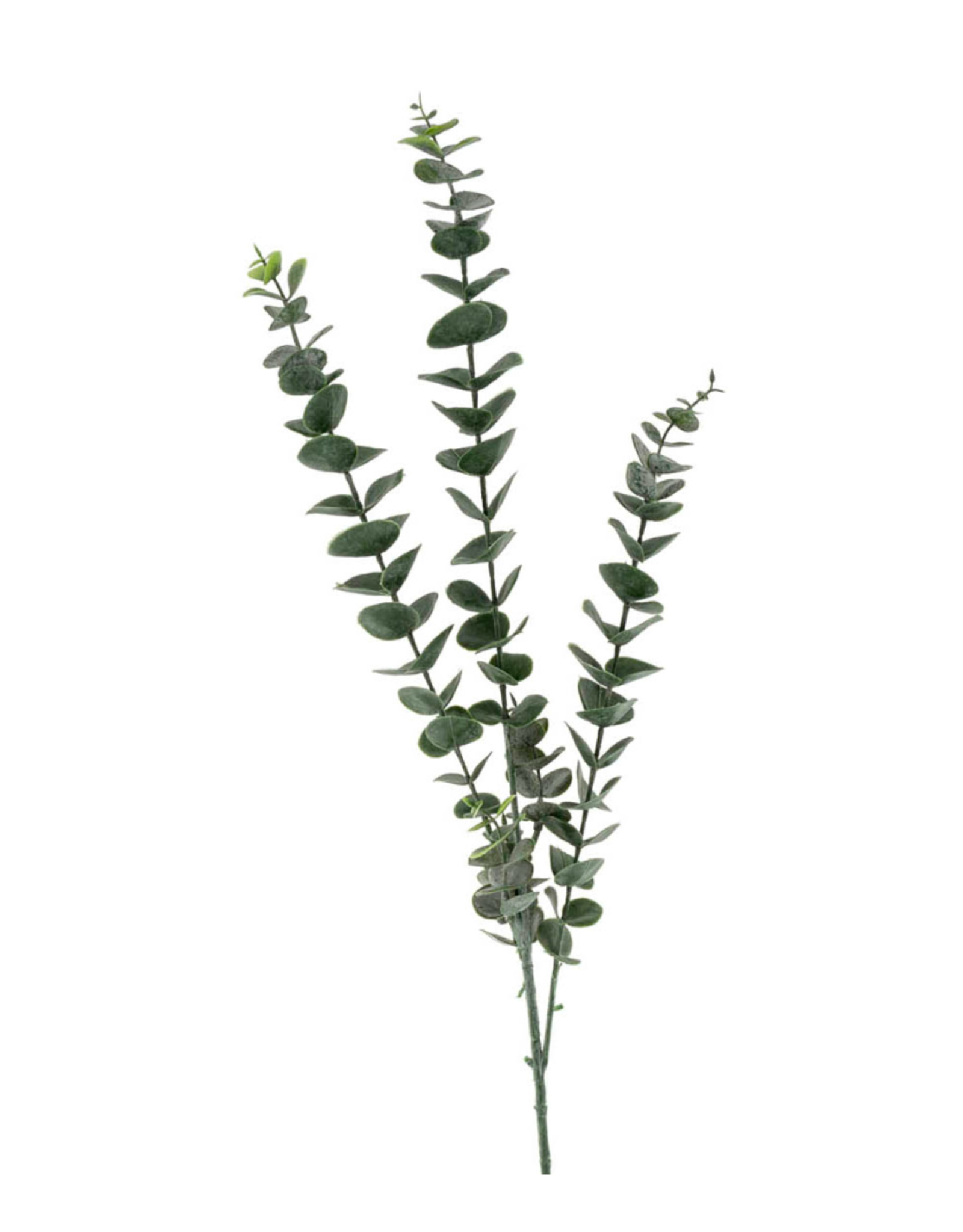 Eucalyptus Branch