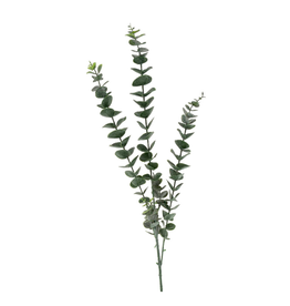 Eucalyptus Branch