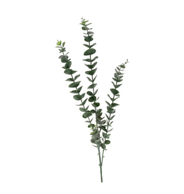 Eucalyptus Branch